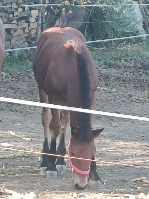 Vând mânz semigreu de 5 luni