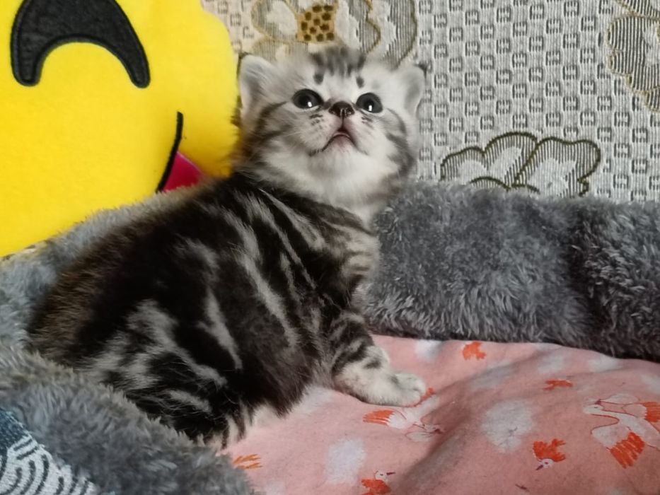 Скоттиш Страйт и Фолд.