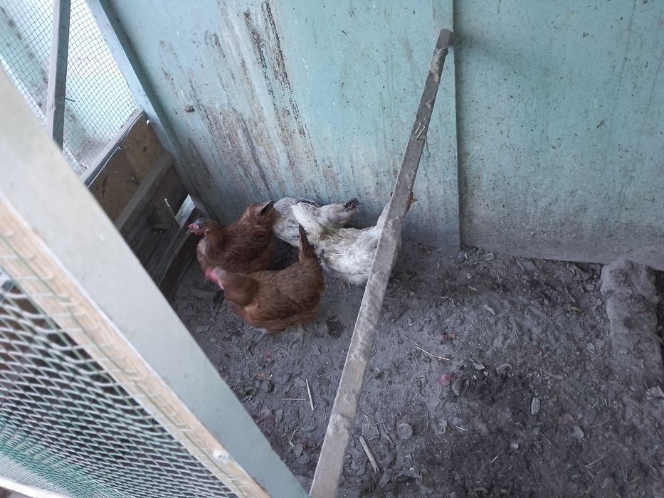 Тувуклар сотилади катага бн