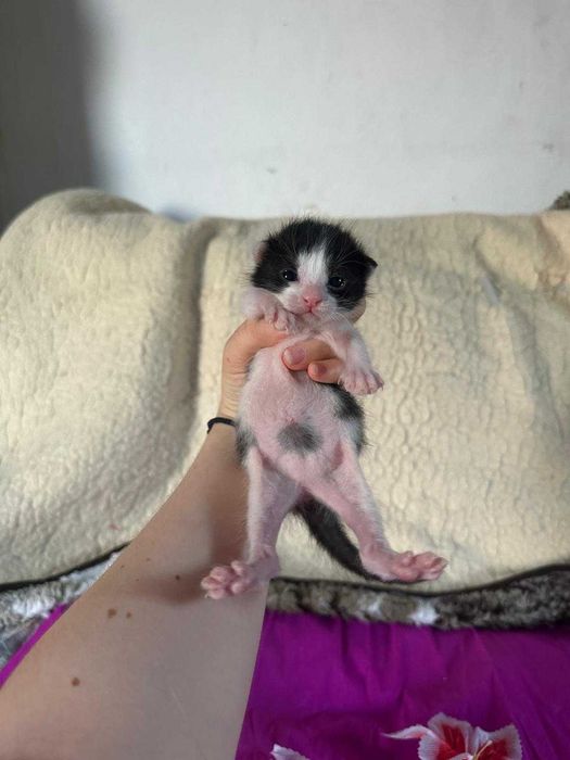3 pisoi spre adoptie