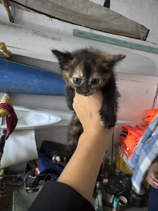 Отдам котят в добрые руку