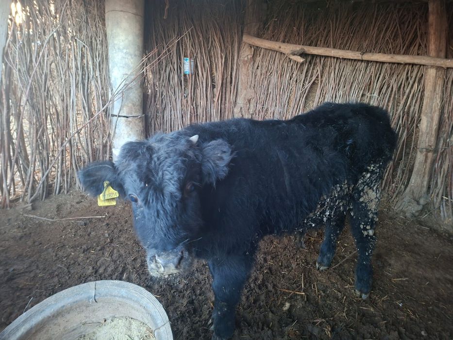 Семиз баспактар бар