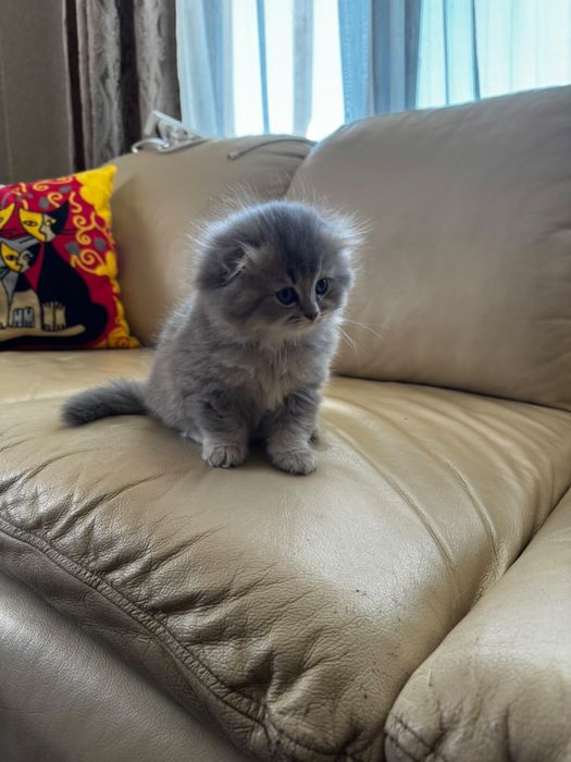 Котята шотландские вислоухие