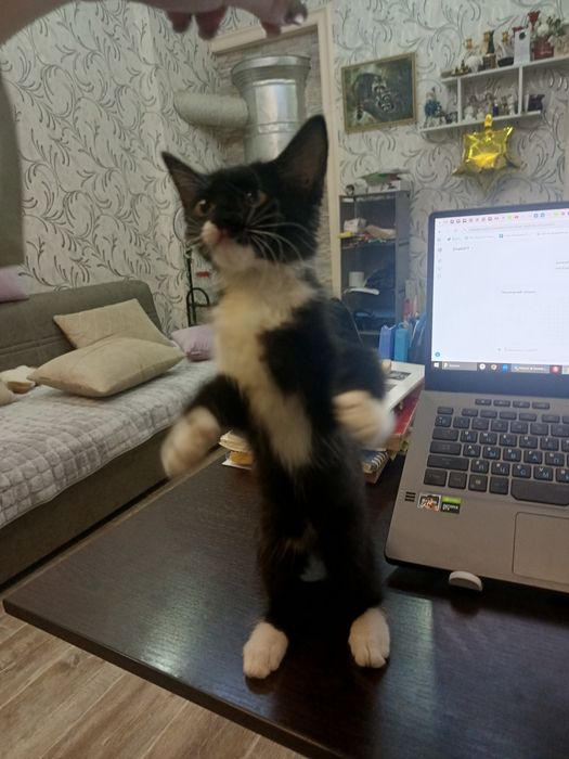 Пристраивается очень ласковая котёнок девочка