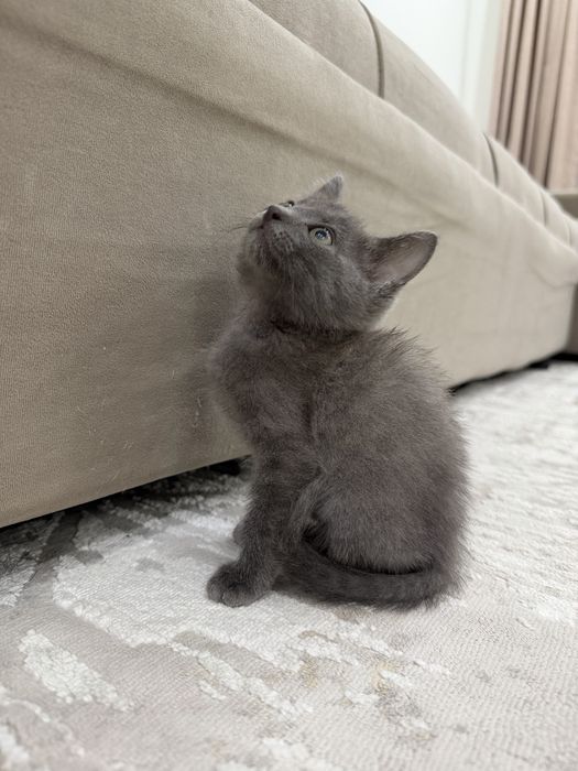 Котята в добрые руки!