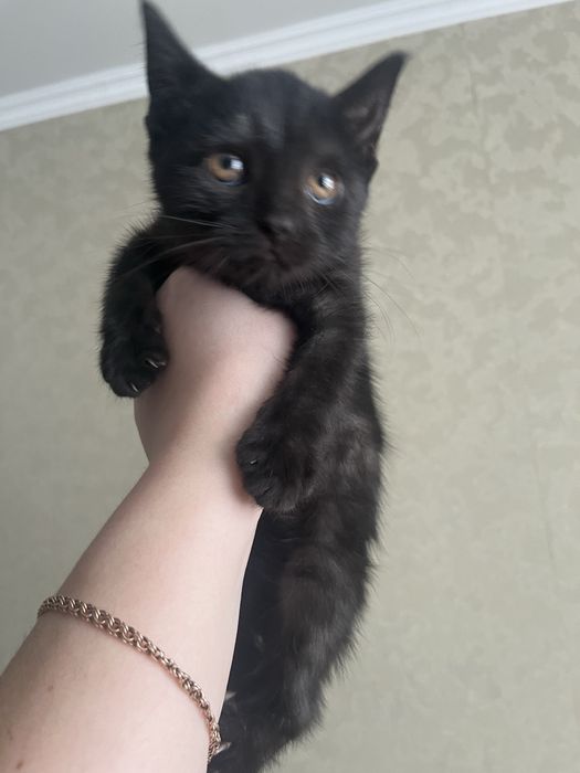 Отдам котенка в добрые руки