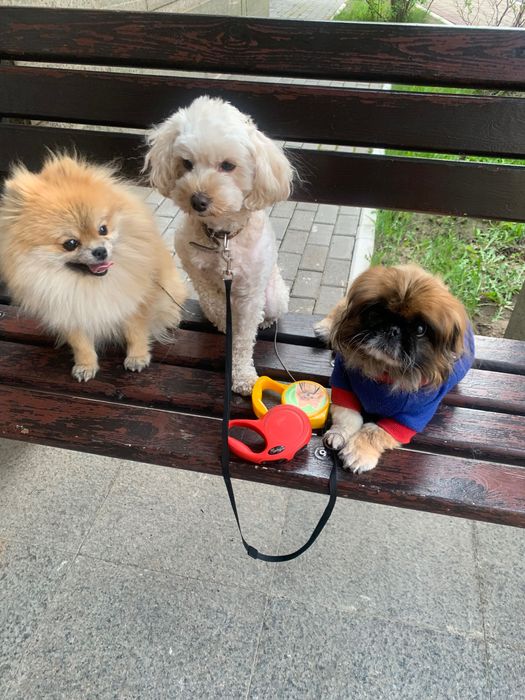 Передержка для собачек 3000 тг