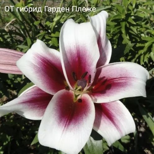 Продам луковицы сортовых высокорослых  лилий.