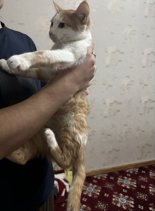 Продам срочно кошку