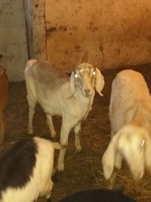 Vând lapte de capră și idute de Anglonubian