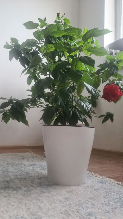 Үй гүлдері сатылады