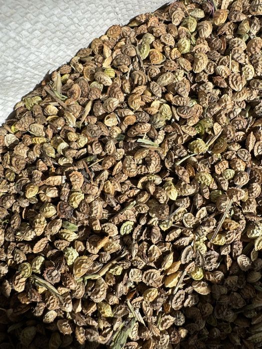 Продам семена эспарцета