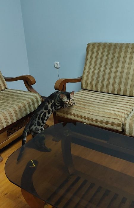 Чистокровный Бенгал на развидение