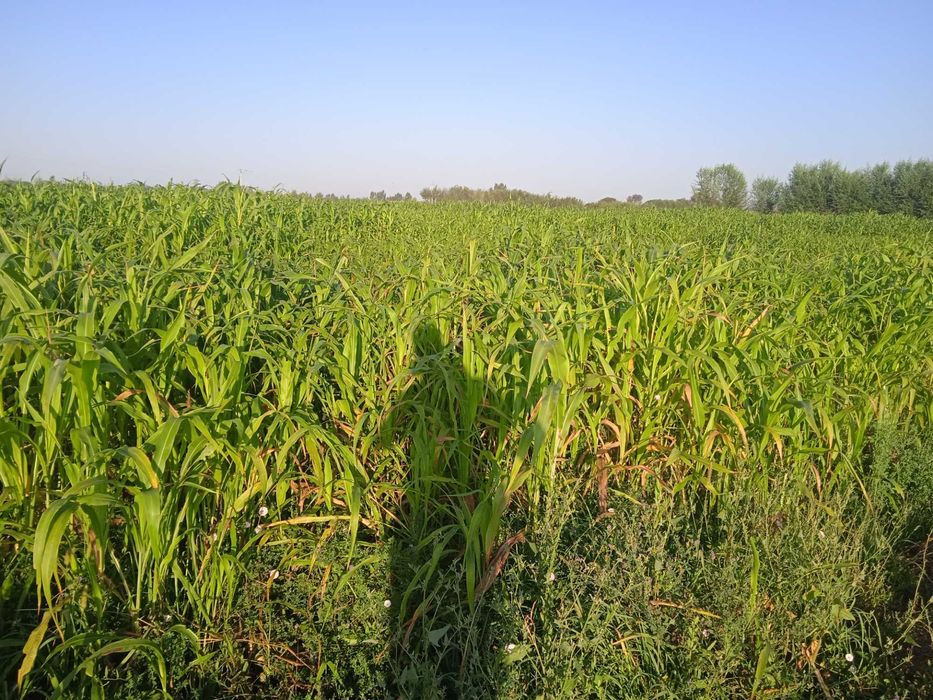 Молларга говуш сотилади