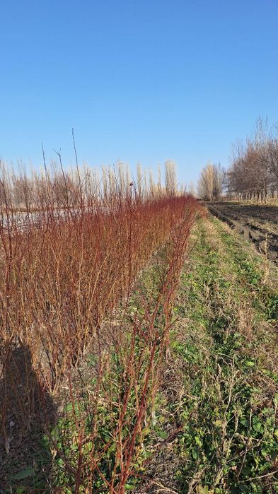 Мевали кучатлар бор, mevali ko'chat