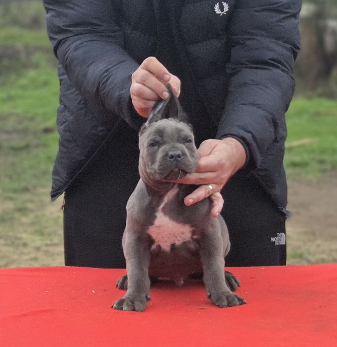 Mascul cane corso gri