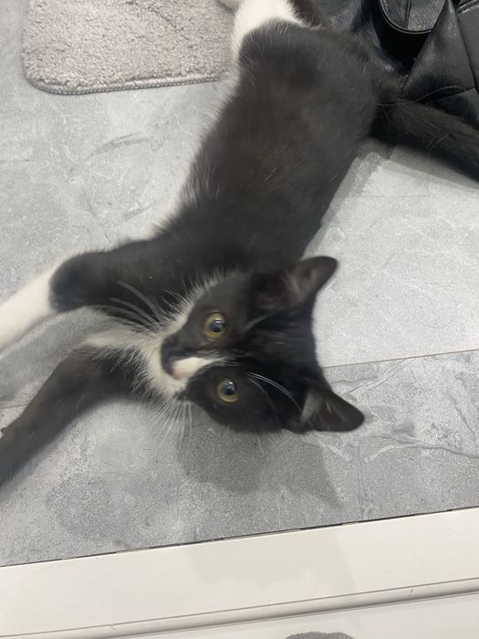 Ласковая  умная девчонка ищет дом