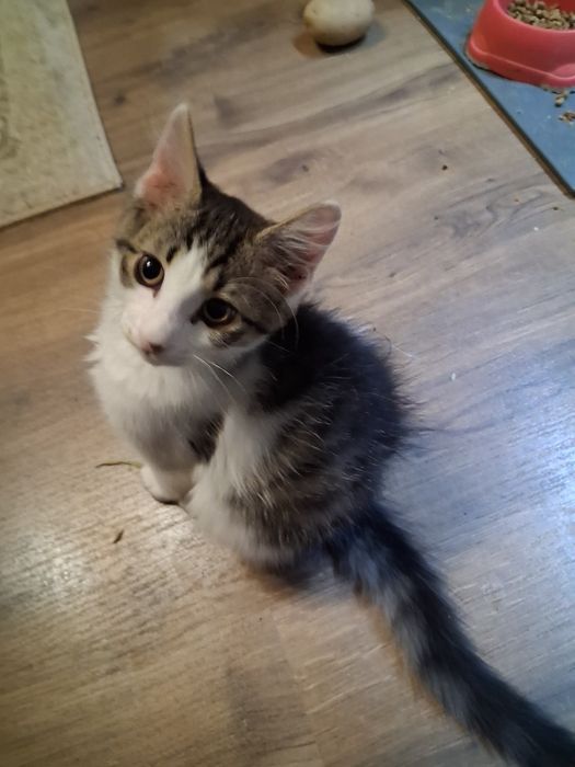 Котенца си търсят дом