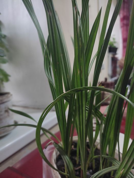 Отростки финиковой пальмы