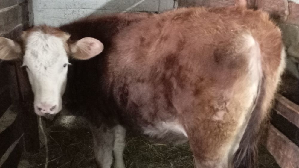 Vând 2 junci bălțate