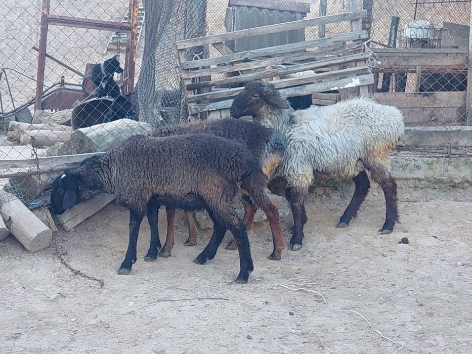 Продаются откормленные бараны