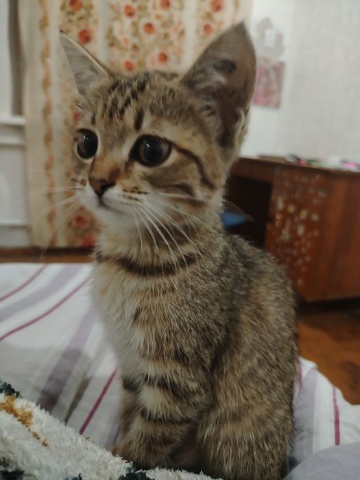 Отдам котёнка в хорошие руки