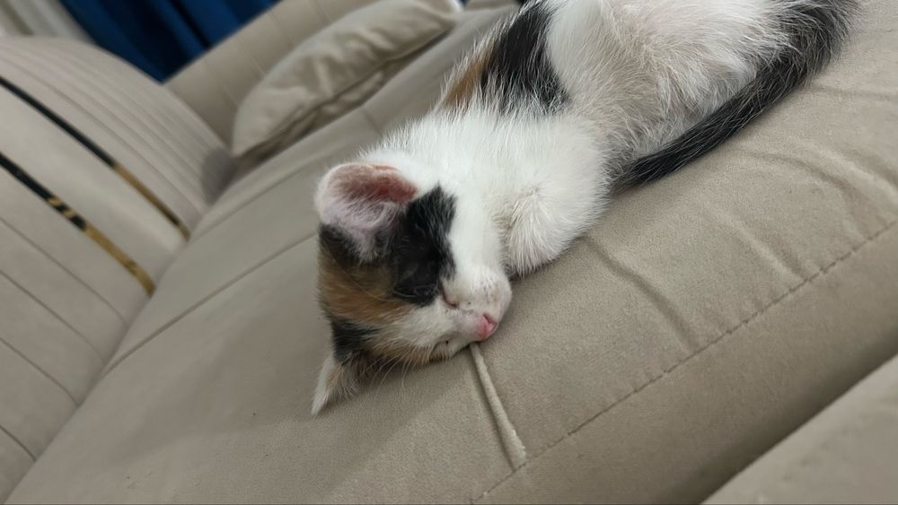 Котенок 1месяц трех цветный девочка