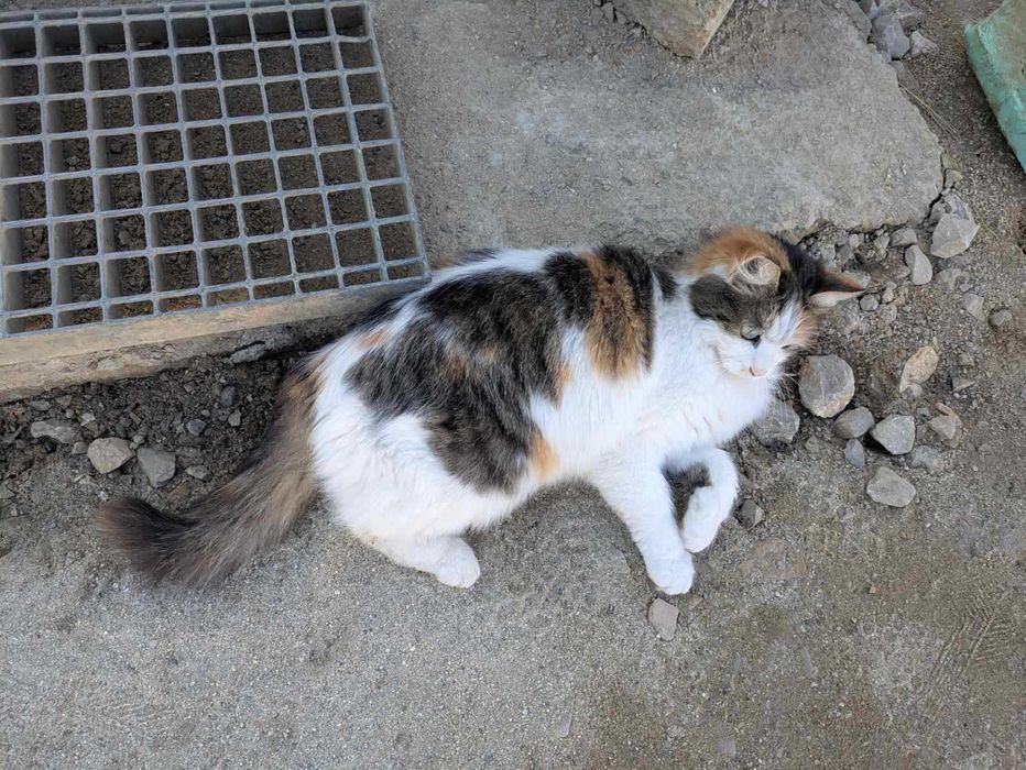 Кастрирана женска котка на година и половина си търси приемно семейство