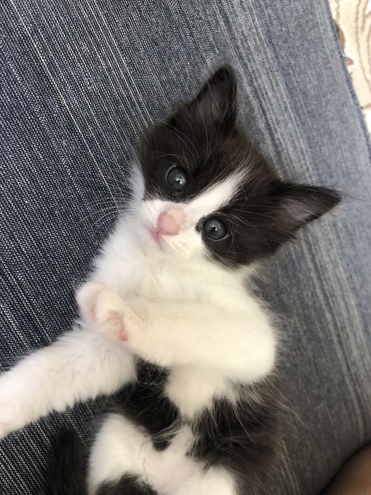 Отдаю малыша в хорошие руки