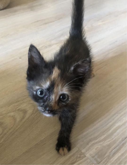 Отдам котенка в добрые руки