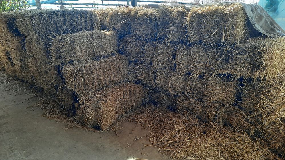 Сомон прес сотилади