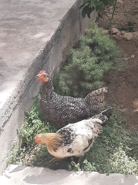 Paranddalar sotiladi