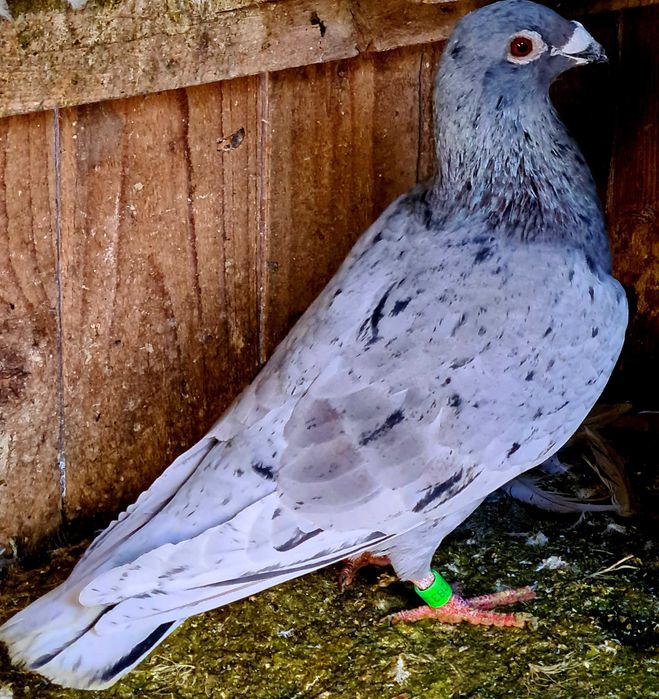 Porumbei Frumosi Linie Maraton Ieftin