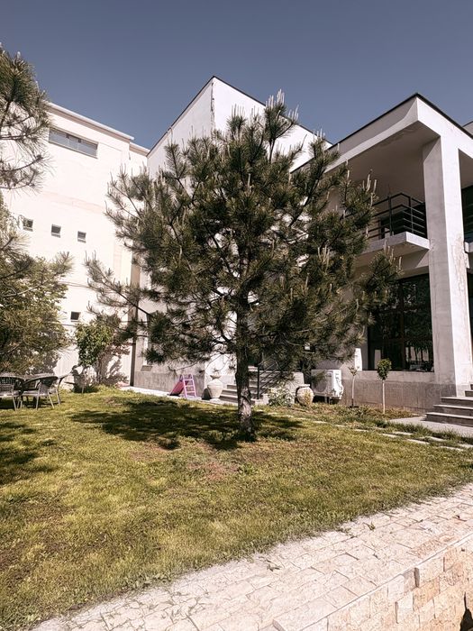 Сосна высота 5-6 метров