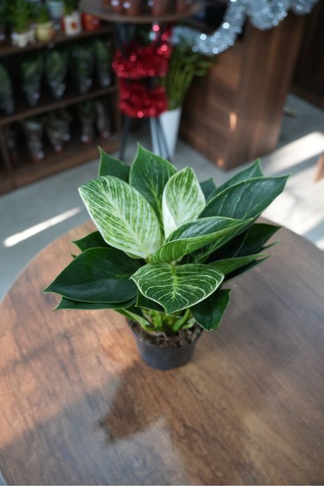 Филодендрон Платинум Даймонд