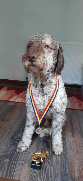 Donez catei pentru trufe