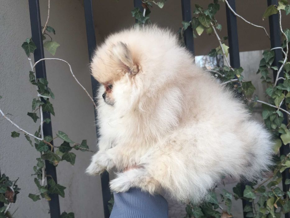 Померан мини Померанчета