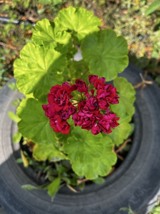 Королевская пеларгония (герань)