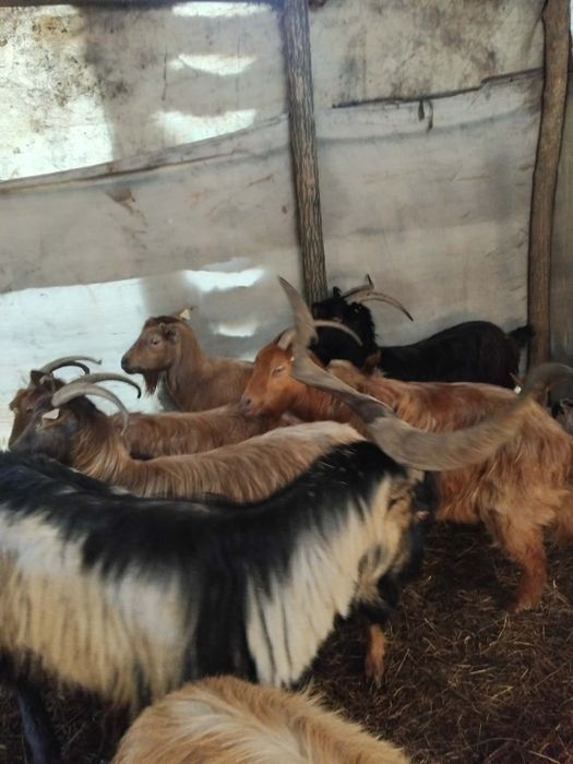 Vând capre bune de lapte cu iezi după ele