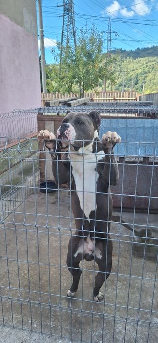 amercan bully  de vânzarea