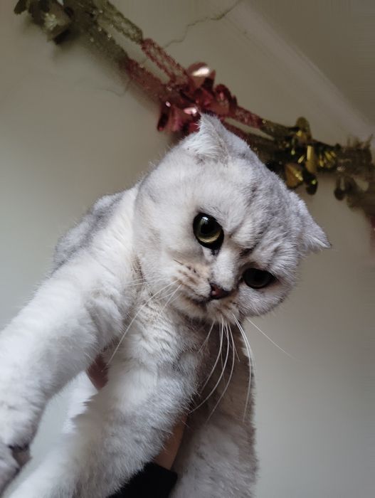 Skotish fold qiz bola mushuk