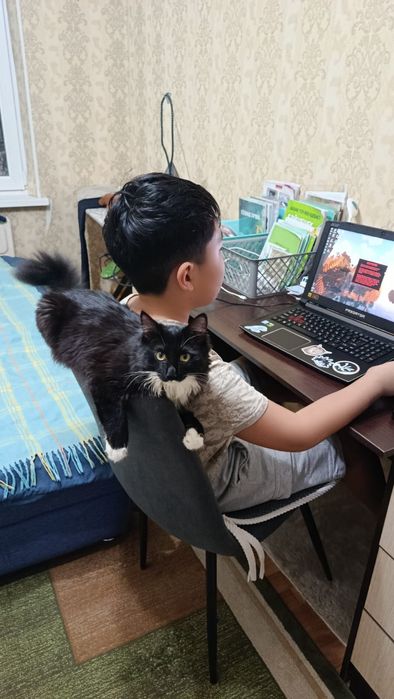 Отдам кота бесплатно