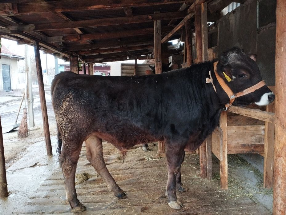 Продается  бычок