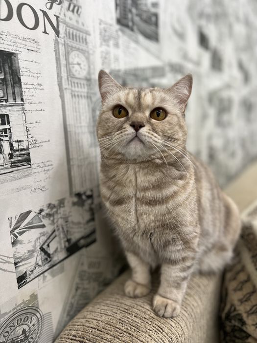 Отдам бесплатно кошку