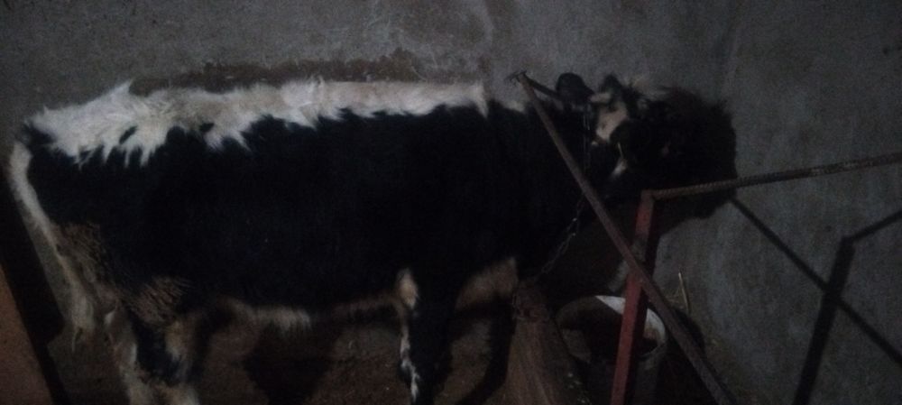 Тана телка  1жасар