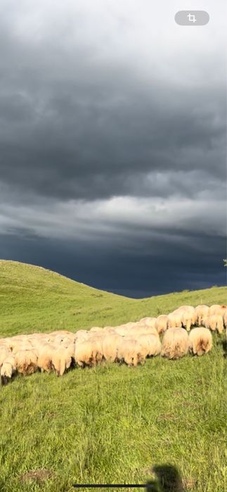 Oi tinere crescute la munte