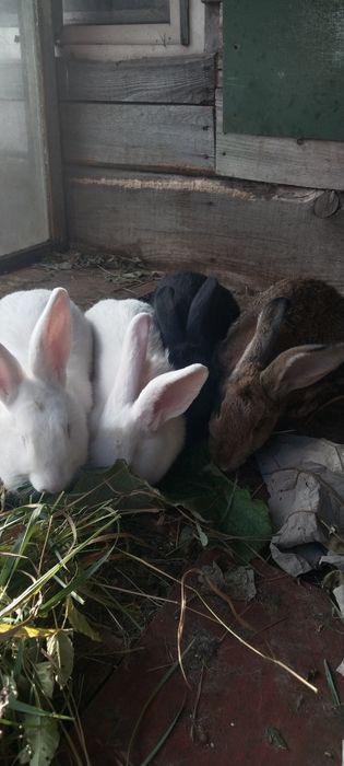 продам кроликов Панон