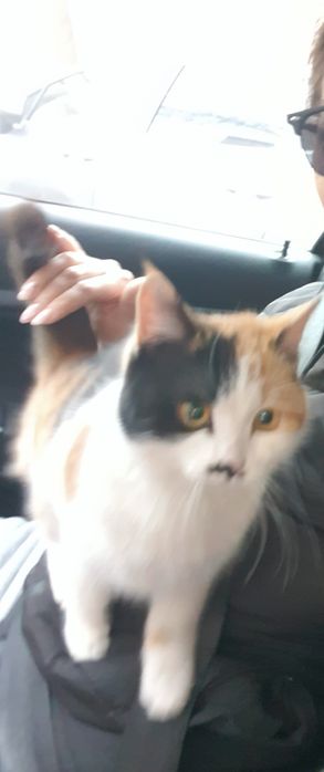 Кошка, в частный дом отдам