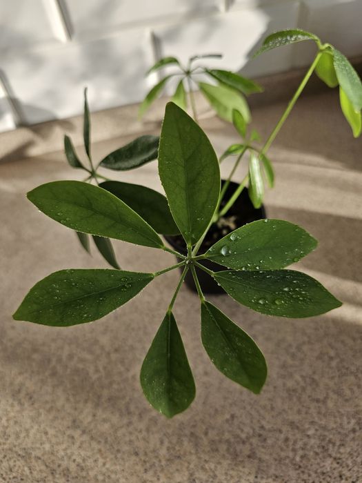 Комнатные цветы от 500 тг