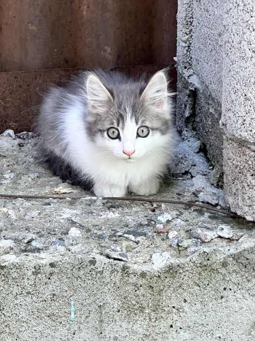 Котята 3 мес